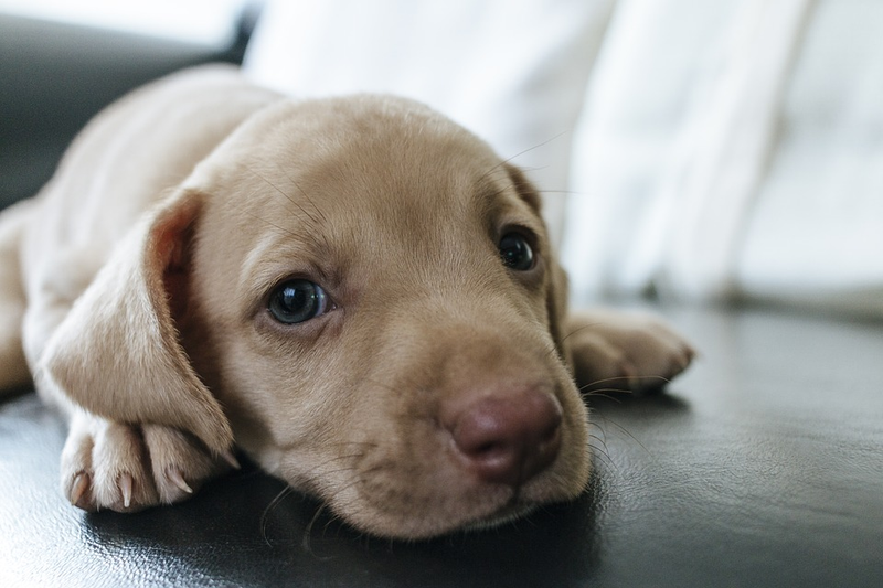 Illustration for article titled Esa mirada irresistible de tu perro evolucionó para conseguir cualquier cosa de ti